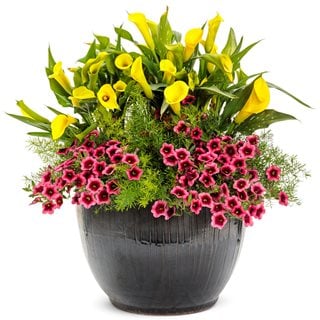 Calla Lily Care: Planting, Growing & Maintaining Vibrant Blooms | Garden  Design
