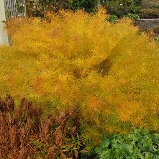 Amsonia In Fall, Arkansas Blue Star In Fall
Walters Gardens
