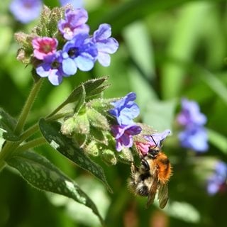 Bee On Pulmonaria
Shutterstock.com
New York, NY