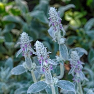 Lamb's Ear Flowers, Stachys Byzantina Flowers
Shutterstock.com
New York, NY