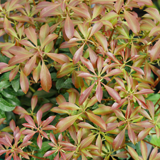 Pieris Interstella Foliage
Proven Winners
Sycamore, IL