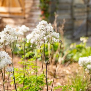 Cotton Ball Meadow Rue, Thalictrum Hybrid
Shutterstock.com
New York, NY