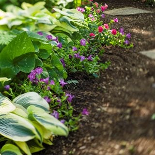 Hosta And Torenia, Shade Garden Planting
Proven Winners
Sycamore, IL