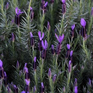 Lavandula Stoechas
Shutterstock.com
New York, NY