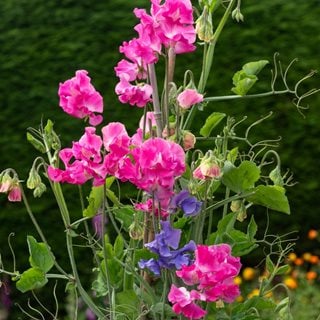 Pink And Purple Sweet Pea Flowers, Sweet Peas, Lathyrus Odoratus
Shutterstock.com
New York, NY