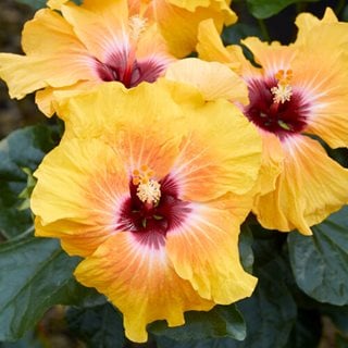 Hollywood Hibiscus Social Butterfly, Tropical Hibiscus
"Dream Team's" Portland Garden
Proven Winners
Sycamore, IL