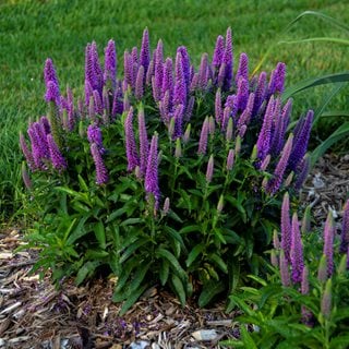 Image of Speedwell plant