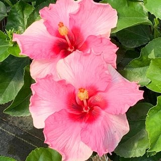 Hollywood Hibiscus Talk Of The Town, Tropical Hibiscus
Proven Winners
Sycamore, IL