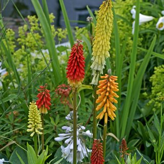 Kniphofia In Cottage Garden
Shutterstock.com
New York, NY
