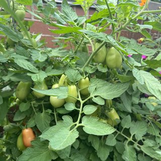 tomatoes on patio