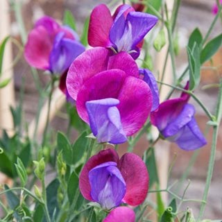 Cupani Sweet Pea, Sweet Pea Flowers
Shutterstock.com
New York, NY