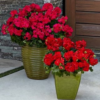 Boldly Dark Red Geranium In Container, Geraniums In Pots
Proven Winners
Sycamore, IL