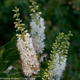 Vanilla Spice Clethra, Summersweet Flowers
Proven Winners
Sycamore, IL
