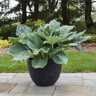 Shadowland Diamond Lake Hosta
Proven Winners
Sycamore, IL