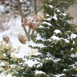 Soft Serve Chamaecyparis In Snow, False Cypress In Snow
Proven Winners
Sycamore, IL