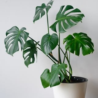 Monstera plant