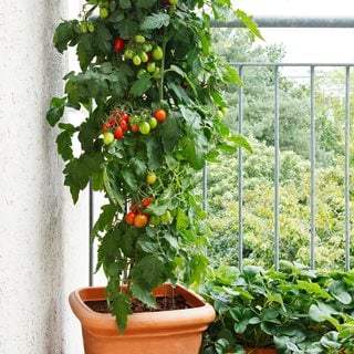 Tomatoes growning on balcony