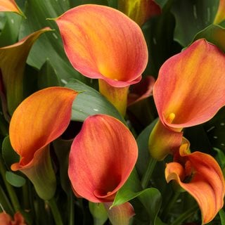 How to Grow and Care for Calla Lily Flowers | Garden Design