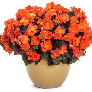 Solenia® Chocolate Orange Rieger begonia