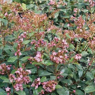 La Vida Grande Indian Hawthorn, Rhaphiolepis Indica, Indian Hawthorn
Proven Winners
Sycamore, IL