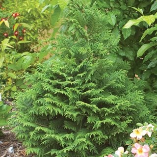 Soft Serve False Cypress, Chamaecyparis Pisifera, False Cypress Shrub
Proven Winners
Sycamore, IL