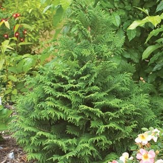 Soft Serve False Cypress, Chamaecyparis Pisifera, False Cypress Shrub
Proven Winners
Sycamore, IL