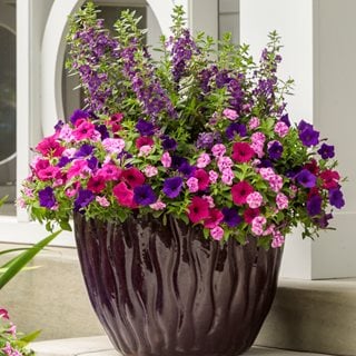 Violet Eclipse Container Recipe, Angelonia, Petunias
Proven Winners
Sycamore, IL