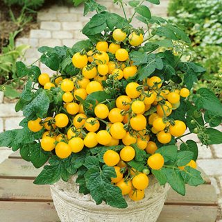 Patio Sunshine yellow cherry tomato