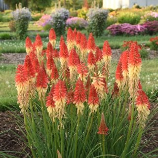 Rocket's Red Glare Kniphofia, Kniphofia Hybrid
Proven Winners
Sycamore, IL