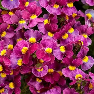 Aromance® Mulberry nemesia