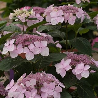 Let's Dance Diva Hydrangea