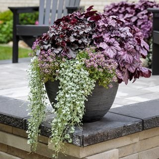 Container With Dichondra And Heuchera
Proven Winners
Sycamore, IL