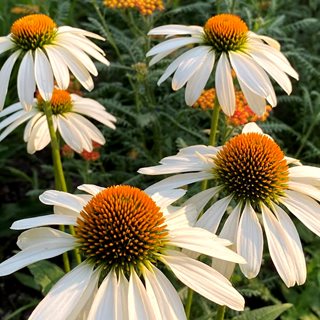White Coneflower, Echinacea 'alba'
Fieldwork Design Group
IL