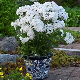 Opening Act White Phlox, White Phlox, Phlox In Container
"Dream Team's" Portland Garden
Proven Winners
Sycamore, IL