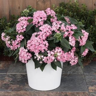 Sunstar Pink Pentas