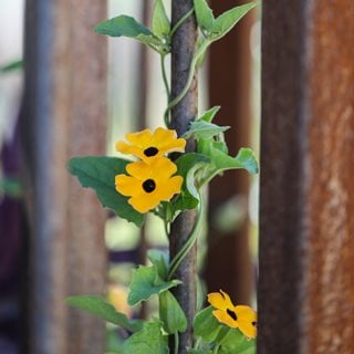 Black-Eyed Susan Vine On Fence 
Shutterstock.com
New York, NY