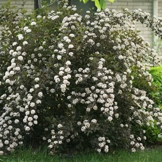 Image of Ninebark shrub as a specimen plant