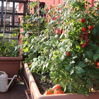 tomatoes on patio