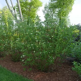 Image of Red twig dogwood in summer