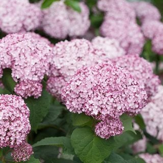 Incrediball Blush smooth hydrangea