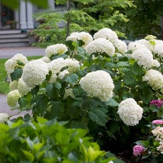 Incrediball smooth hydrangea