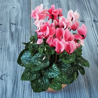 Pink Cyclamen In Pot, Cyclamen Flowers
Shutterstock.com
New York, NY