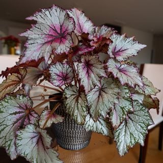 Rex begonia indoors