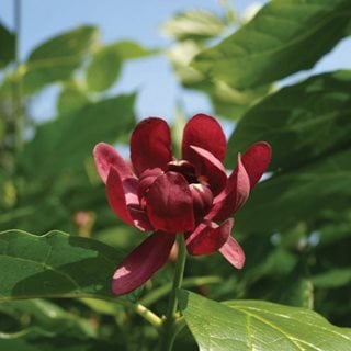 Aphrodite Sweetshrub, Calycanthus
Proven Winners
Sycamore, IL