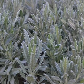 French Lavender Leaves, Lavandula Dentata, Fringed Lavender
Shutterstock.com
New York, NY