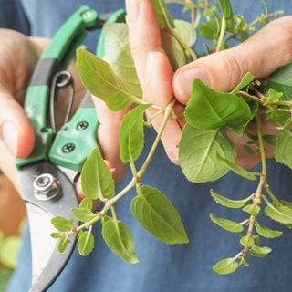 Fuchsia cuttings