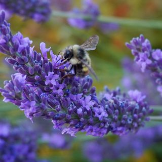 Lavender With Bee, English Lavender, Pollinator Plant
Shutterstock.com
New York, NY