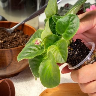 Planting African Violet
Shutterstock.com
New York, NY