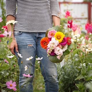 Cutting flowers in the garden