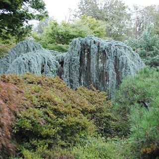 WEEPING BLUE ATLAS CEDAR